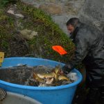 Strakoničtí rybáři slovili Blatský rybník. Staré šupináče vrátili zpět