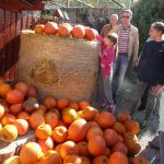 Dýně, kam se podíváš