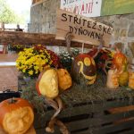 Dýně, kam se podíváš