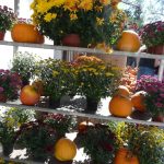 Dýně, kam se podíváš