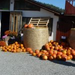 Dýně, kam se podíváš