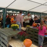 Dýně, kam se podíváš