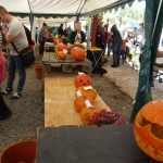 Dýně, kam se podíváš