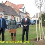 V Milevsku byl dnes zasazen Strom svobody. Pátrá se po stromech z roku 1918