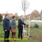 V Milevsku byl dnes zasazen Strom svobody. Pátrá se po stromech z roku 1918