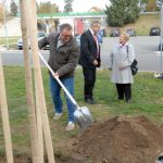 V Milevsku byl dnes zasazen Strom svobody. Pátrá se po stromech z roku 1918