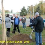 V Milevsku byl dnes zasazen Strom svobody. Pátrá se po stromech z roku 1918