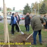 V Milevsku byl dnes zasazen Strom svobody. Pátrá se po stromech z roku 1918