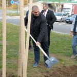 V Milevsku byl dnes zasazen Strom svobody. Pátrá se po stromech z roku 1918