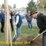 V Milevsku byl dnes zasazen Strom svobody. Pátrá se po stromech z roku 1918
