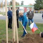 V Milevsku byl dnes zasazen Strom svobody. Pátrá se po stromech z roku 1918