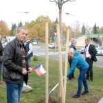 V Milevsku byl dnes zasazen Strom svobody. Pátrá se po stromech z roku 1918