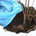 Na oslavu výročí otevřeli lampárnu a zasadili Cimrmanovu švestku
