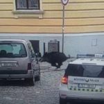 Divočák vnikl v centru Budějovic do obchodu a zranil ženu