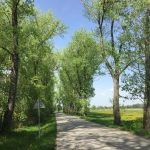 Hlasování o Aleji roku je v plném proudu. Ve hře jsou i jihočeské aleje!