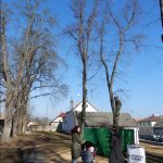 Názory na postup obnovy aleje na soběslavské Promenádě se různí