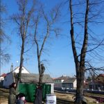 Názory na postup obnovy aleje na soběslavské Promenádě se různí