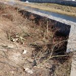 Názory na postup obnovy aleje na soběslavské Promenádě se různí