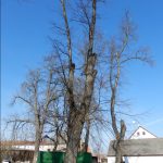 Názory na postup obnovy aleje na soběslavské Promenádě se různí