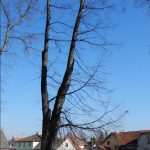 Názory na postup obnovy aleje na soběslavské Promenádě se různí