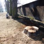 Názory na postup obnovy aleje na soběslavské Promenádě se různí