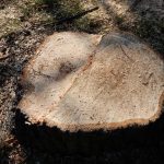 Názory na postup obnovy aleje na soběslavské Promenádě se různí