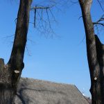 Názory na postup obnovy aleje na soběslavské Promenádě se různí