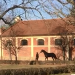 Došlo v Písku k týrání koně? Hřebčinec to odmítá
