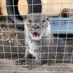 Záchranná stanice v Třeboni pečuje o roztomilá vydří mláďata