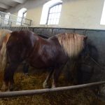 Diváky lákala i druhá přehlídka v hřebčinci