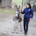 Diváky lákala i druhá přehlídka v hřebčinci