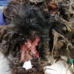 Iva Volková zachraňuje téměř utýrané psy, napsala o nich knihu Příběhy statečných