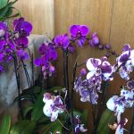 Královny pokojových květin panují v českobudějovickém Metropolu