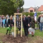 V Jistebnici zasadili po sto letech novou lípu