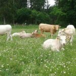 Místní farmáři začali zásobovat trh hovězím masem z vlastních chovů