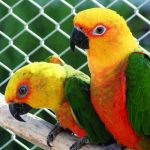 Botanickou zahradu v Táboře rozzáří ZOO PARK pestrobarevných papoušků