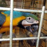 Botanickou zahradu v Táboře rozzáří ZOO PARK pestrobarevných papoušků