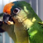 Botanickou zahradu v Táboře rozzáří ZOO PARK pestrobarevných papoušků