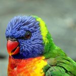 Botanickou zahradu v Táboře rozzáří ZOO PARK pestrobarevných papoušků