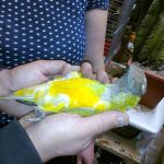 Botanickou zahradu v Táboře rozzáří ZOO PARK pestrobarevných papoušků