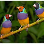 Botanickou zahradu v Táboře rozzáří ZOO PARK pestrobarevných papoušků