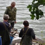 Na rybníku Tovaryš u Sepekova došlo k velkému úhynu ryb