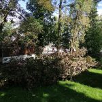 Tábor se pustil do ošetřování stromů. Začalo se v Husově parku