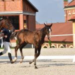 V píseckém hřebčinci se dnes představily tříleté klisny a letošní hříbata