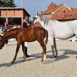 V píseckém hřebčinci se dnes představily tříleté klisny a letošní hříbata