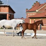 V píseckém hřebčinci se dnes představily tříleté klisny a letošní hříbata