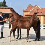 V píseckém hřebčinci se dnes představily tříleté klisny a letošní hříbata