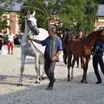 V píseckém hřebčinci se dnes představily tříleté klisny a letošní hříbata
