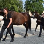 V píseckém hřebčinci se dnes představily tříleté klisny a letošní hříbata