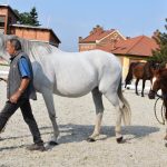 V píseckém hřebčinci se dnes představily tříleté klisny a letošní hříbata